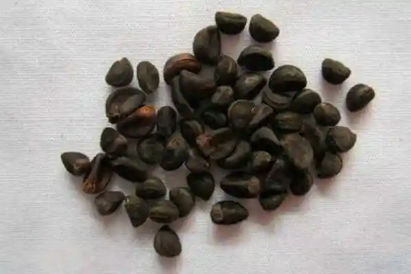 牵牛花的种植方法图解确保种子成活的4大要点