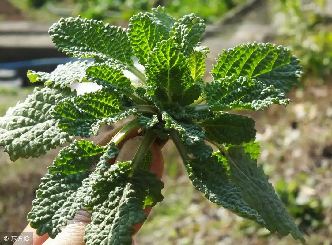 其实这种癞蛤蟆草还可以治疗痔疮,你们知道吗?(图片来自东方ic)