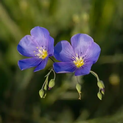 小草野花宿根亚麻
