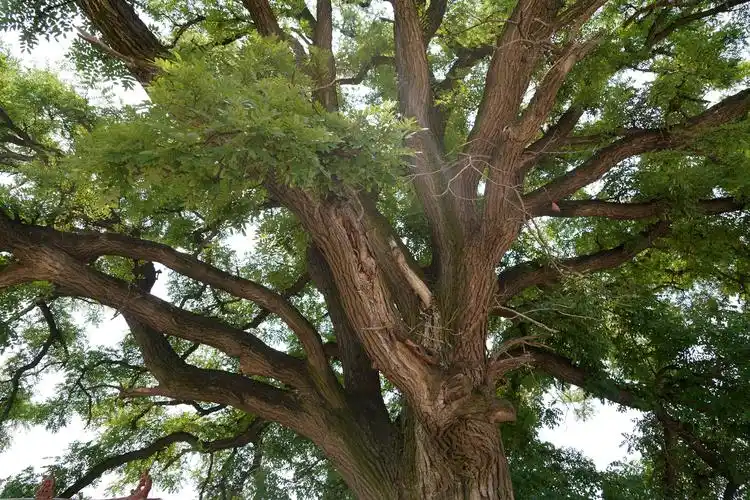 原创山西农村60年大槐树挂满槐米,有人浇水无人采摘,咋回事