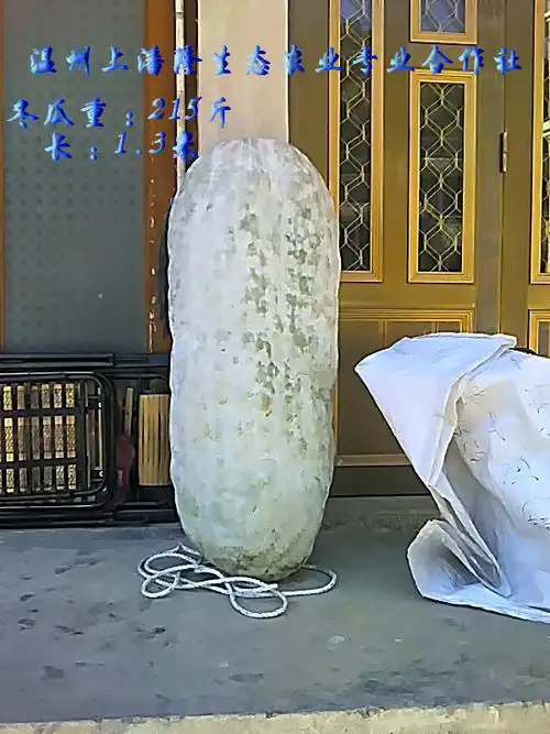 温州上潘隆生态农业专业合作社,近日采摘了一个巨型冬瓜王,重达215斤