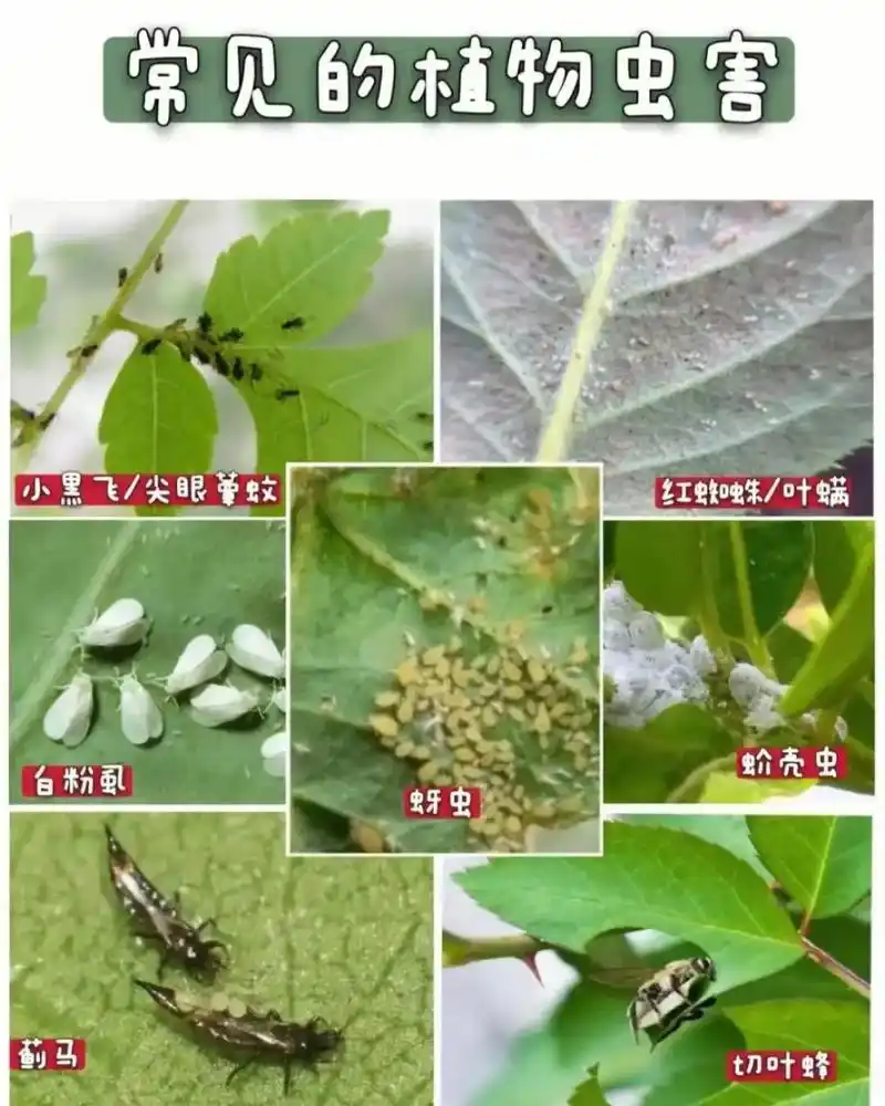 月季常见病虫害.