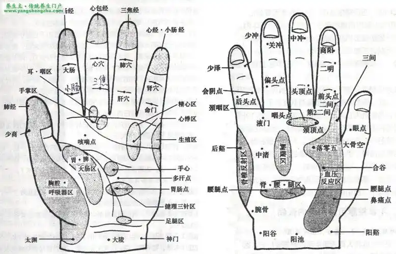 手掌穴位对应人体器官的准确位置详解图