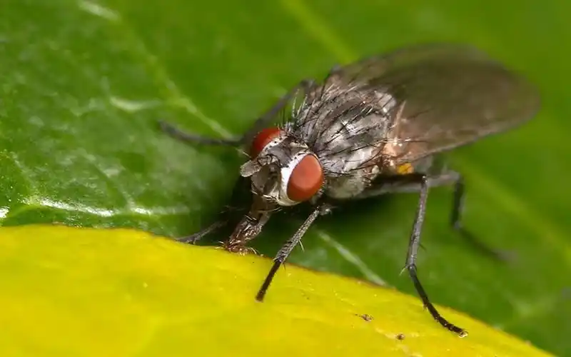 苍蝇的食性非常复杂,是属于杂食性蝇类,可以取食各种物质,人的食物,人
