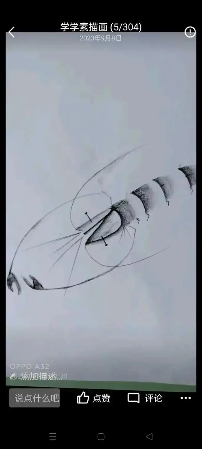 虾#素描基础 #跟我一起学画画 #自学画画打卡 #炭笔画 # - 抖音