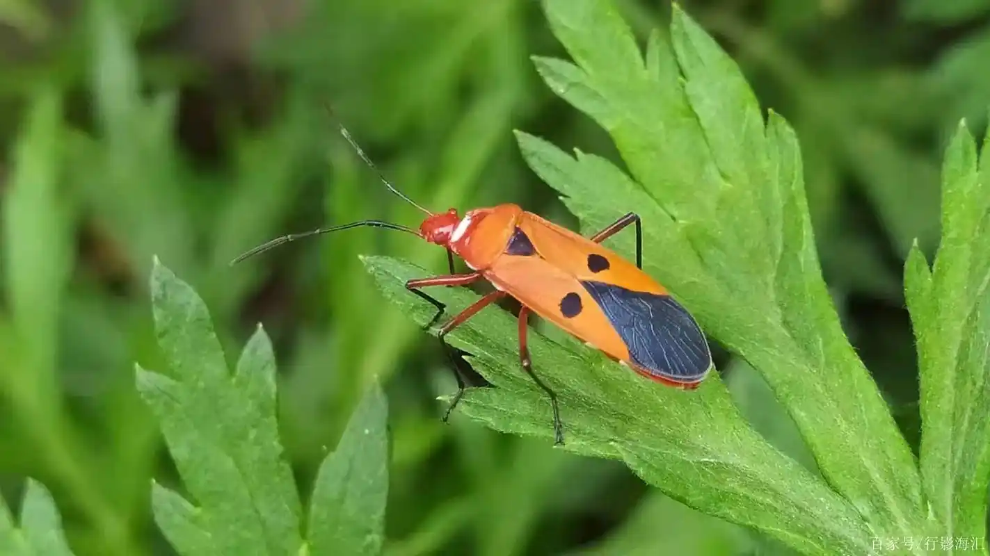 海口旅行记录,昆虫"椿象"6图