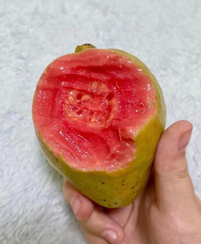 水果福建漳州软糯红心番石榴新鲜当季软心土芭芭乐