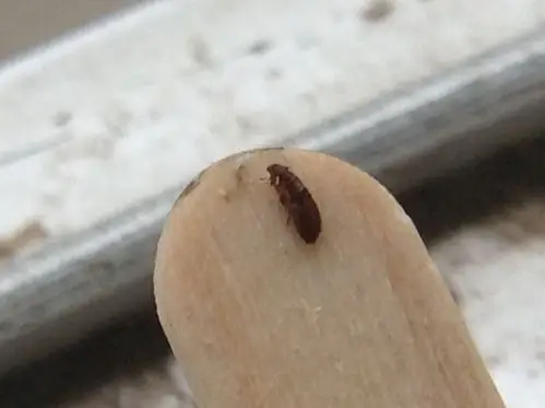 这是什么寄生虫,狗身上的,怎么治哎.