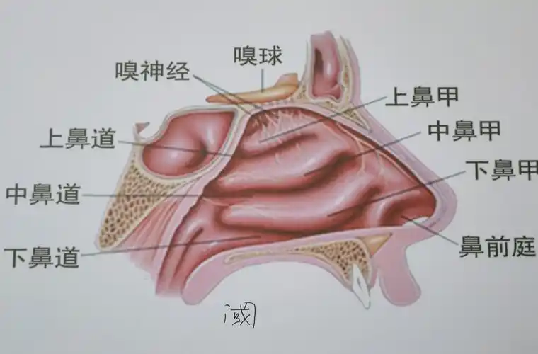 快来看看是不是鼻甲肥大?