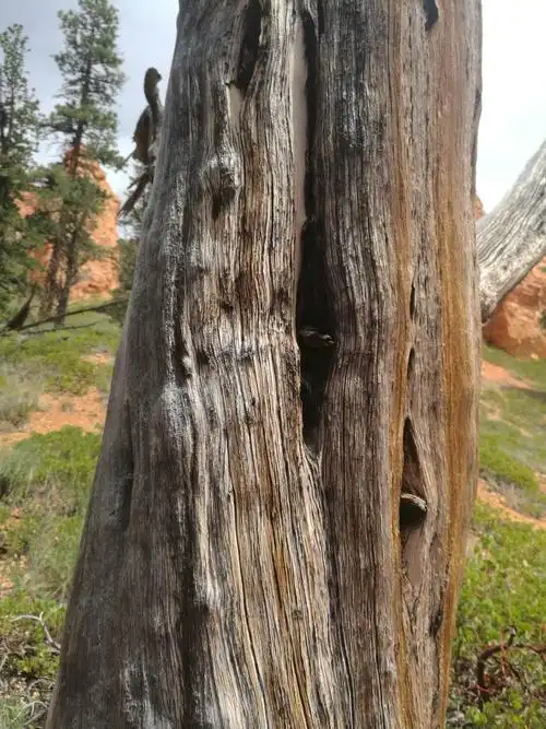 路边老树盘根,见证了峡谷的岁月沧桑和山河变迁.