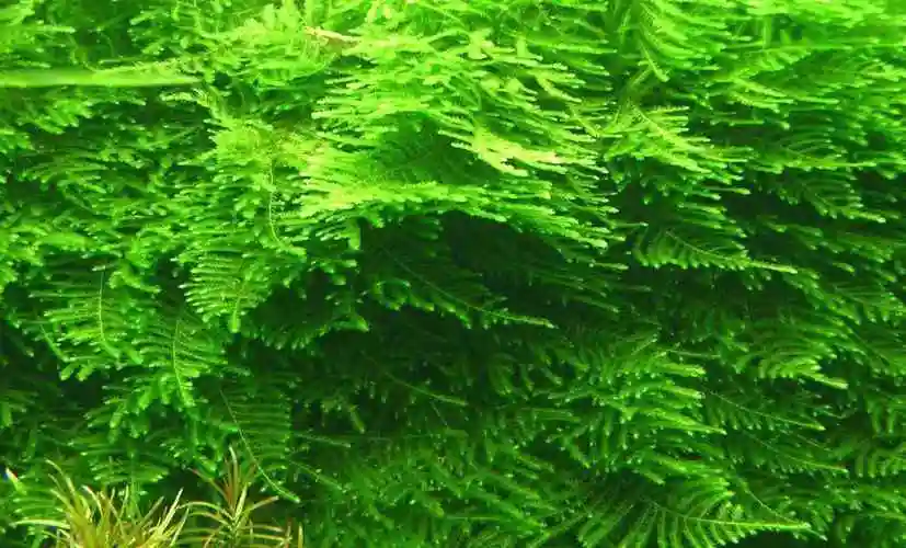 如何选购优质的莫丝水草