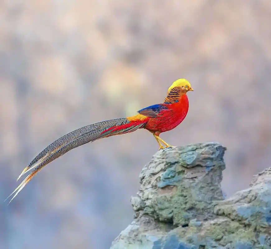 红腹锦鸡俗称金凤凰,雄鸟羽色华丽,头具金黄色丝状羽冠,全身羽 - 抖音