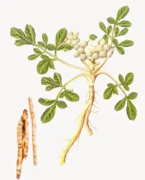 每天认识一味中药【北沙参】