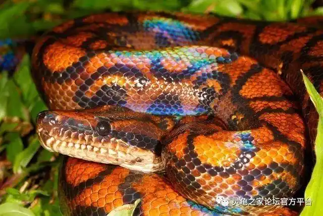 彩虹蟒九大亚种の图鉴