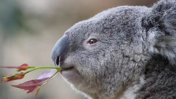 澳大利亚国宝——树袋熊