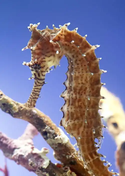 海马图片海洋动物海马