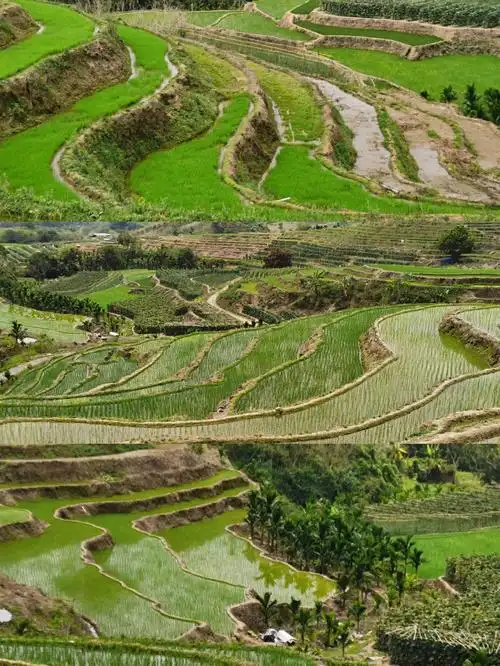 海南五指山的牙胡梯田