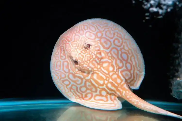 外表很魔鬼身价很昂贵探营里水魟鱼养殖场新奇趣怪