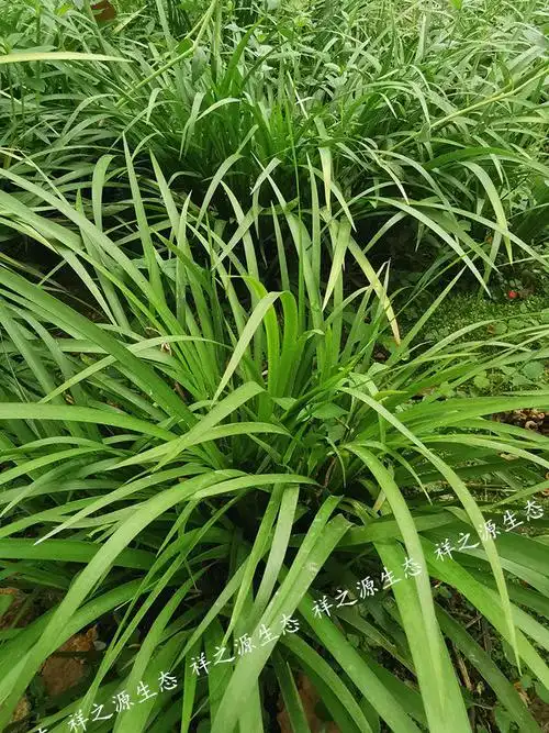 茴香菖蒲湖南沙姜香草盆栽随手香附石养龟水培香菖蒲草盆景茴香菖蒲10