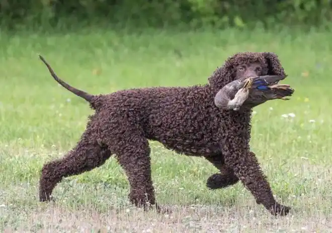 百科爱尔兰水犬长着老鼠尾巴的卷毛贵妇
