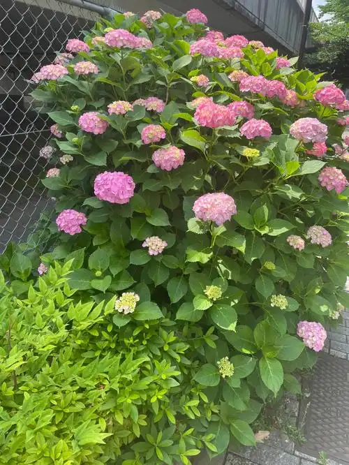 不知不觉52天过去,已是紫阳花盛开的季节,离开的时候接受了客户的礼物