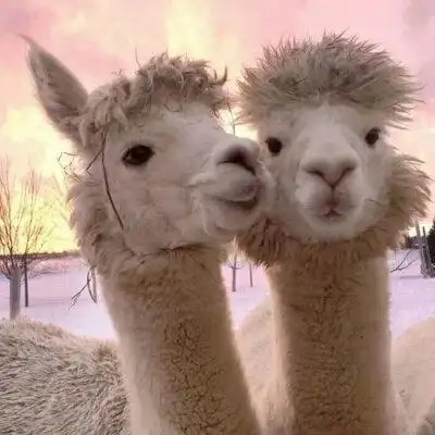 小动物头像羊驼头像可爱