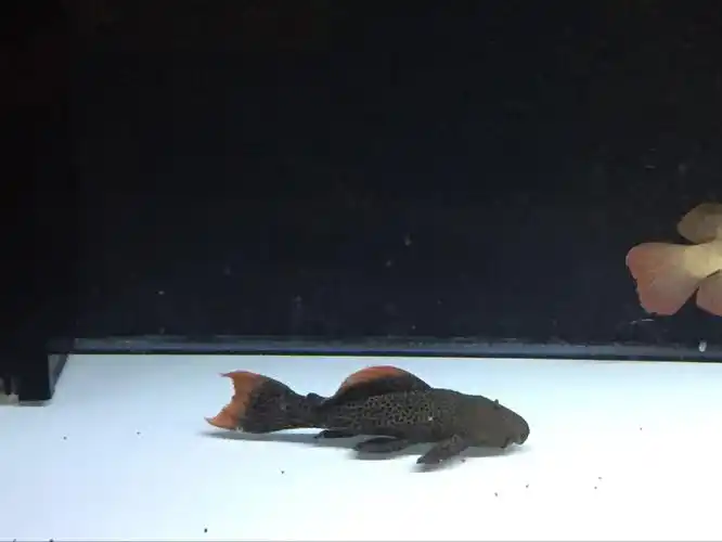 出售野生的帝王血钻异形l600