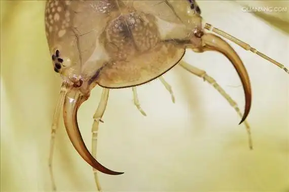 p>龙虱科(dytiscidae)属 a href="#" data-lemmaid="1622302">昆虫纲