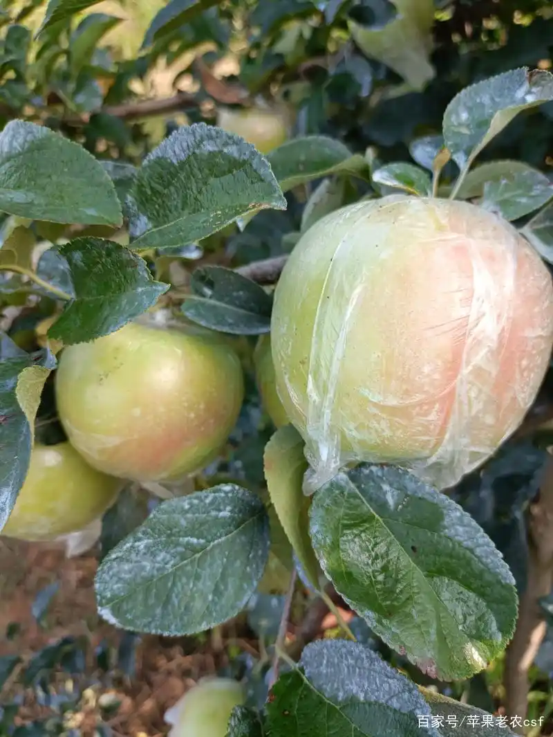 明月苹果,不用炒作照样火