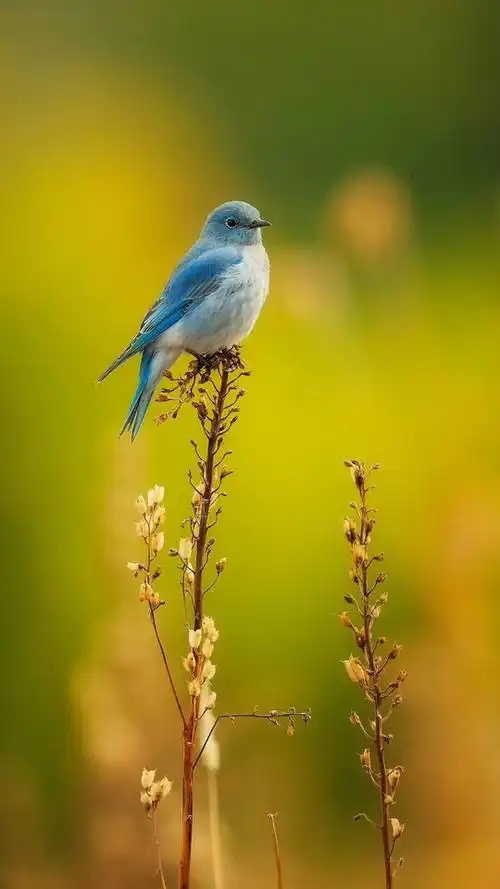 540_960竖版 竖屏