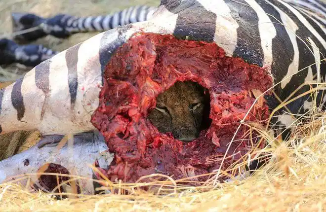 非洲母狮藏身动物死尸中画面血腥令人毛骨悚然