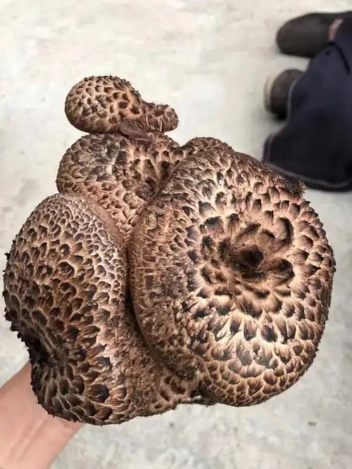 黑虎掌菌83日价格