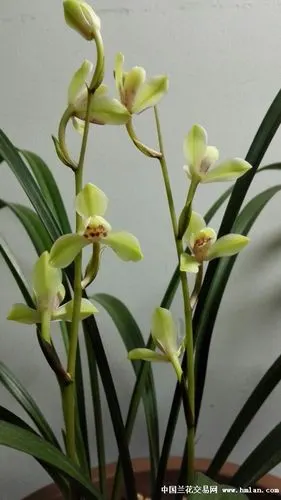 新手养兰2016建兰存档～中华水仙-建兰篇-中国兰花交易网社区