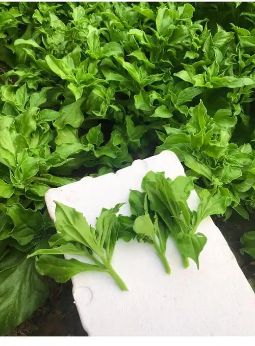 冰草种子种籽孑苗水晶冰菜苗蔬菜幼苗菜籽菜苗盆栽秧苗种植方法 绿