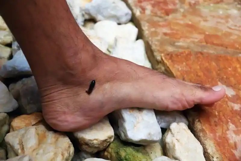 【户外百科】吸血蚂蝗上身,怎麼办?