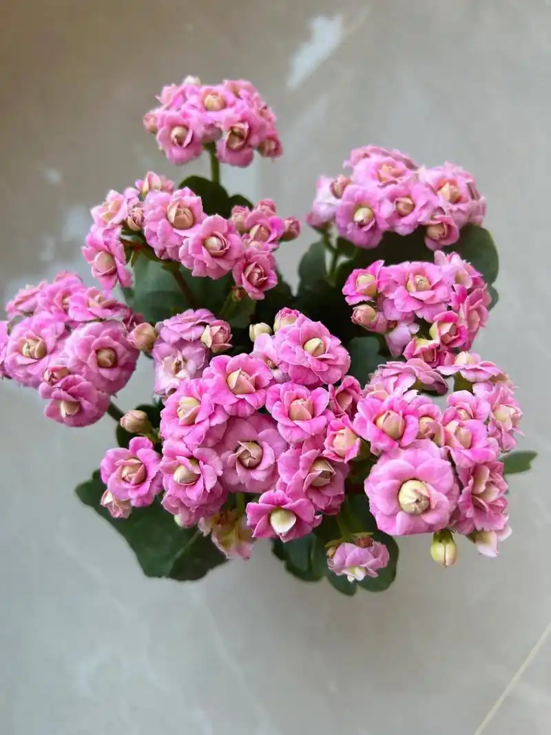 长寿花必入的巴黎系列重瓣大花品种——粉巴黎 长寿花 | 巴黎系列