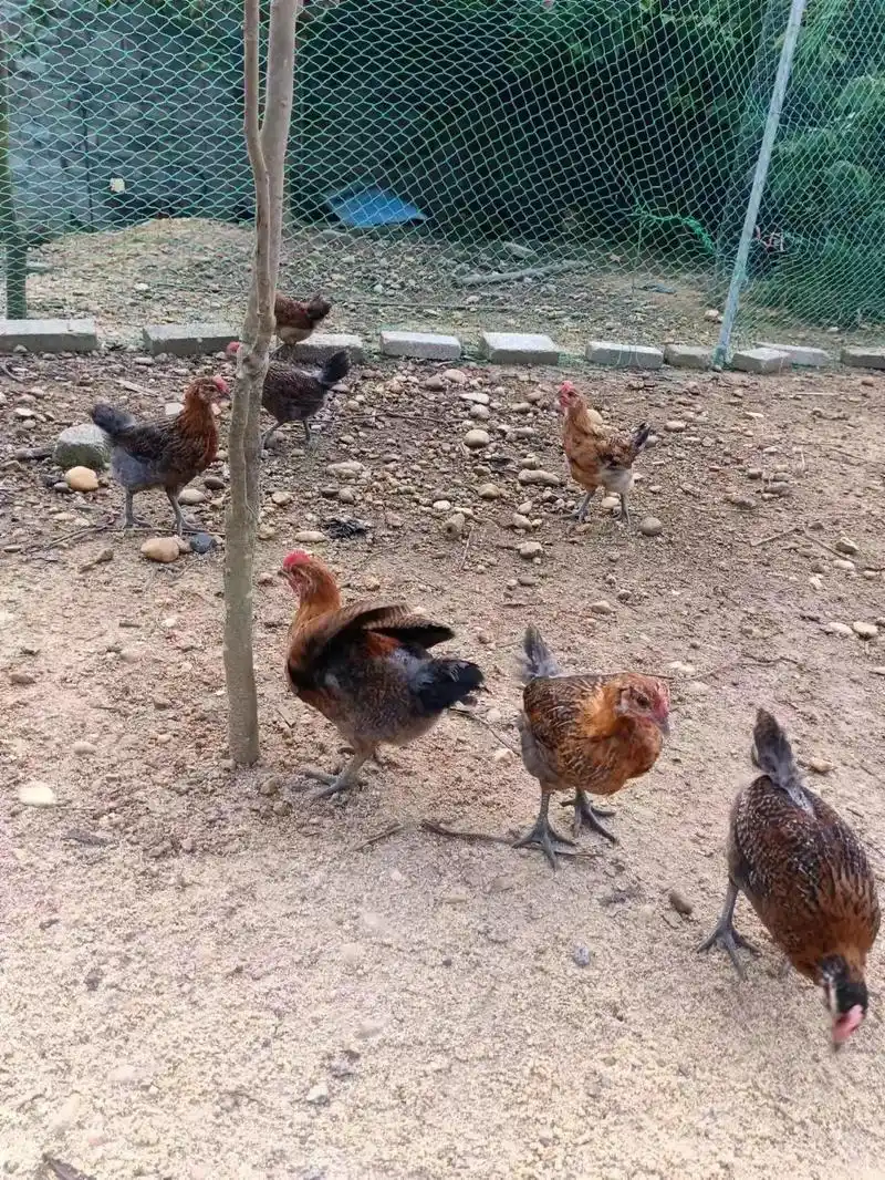 山鸡苗,可以岀售了,只限本市 - 抖音