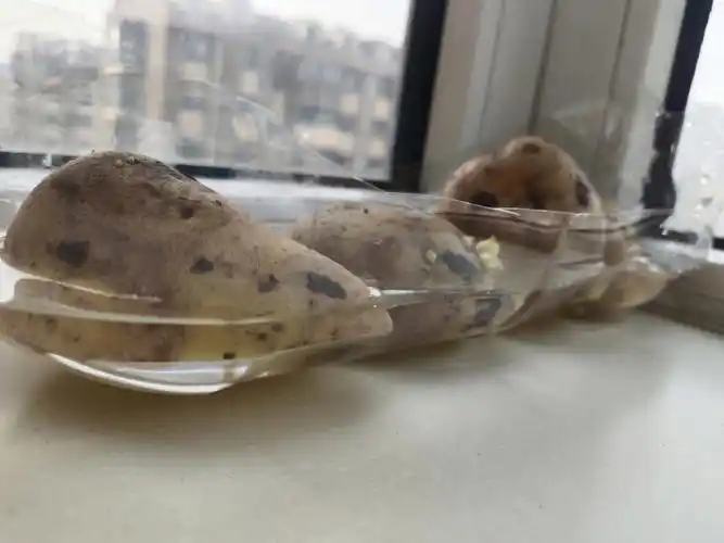 看来居家隔离不能囤土豆,没几天就发芽了不舍得扔,试试水培吧,也不