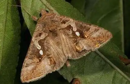 夜蛾喷什么农药