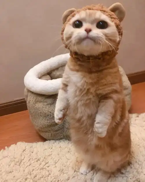 萌宠表情包  吐舌  可爱  大眼睛 折耳猫 干净  清新