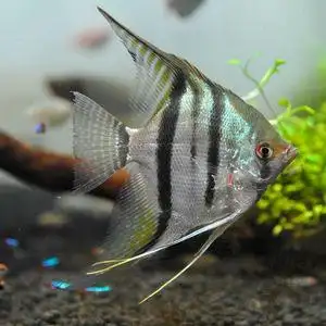 神仙燕鱼观赏鱼三色熊猫仙雪燕黑仙墨燕陨石秘鲁蓝魔红背埃及神仙