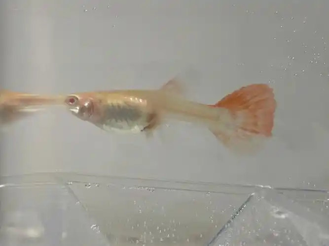 好像脱肛也是类似表现有大佬可以帮忙看看吗#孔雀鱼  #孔雀鱼怀孕