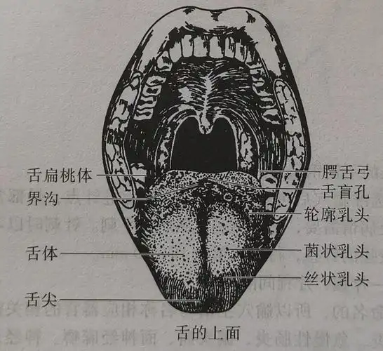 舌部解剖