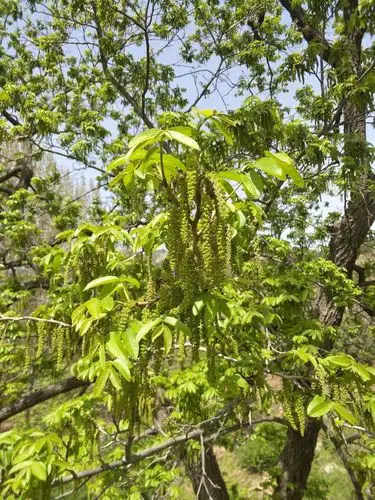 橡果树,还记得小时的现成的弹丸吗?
