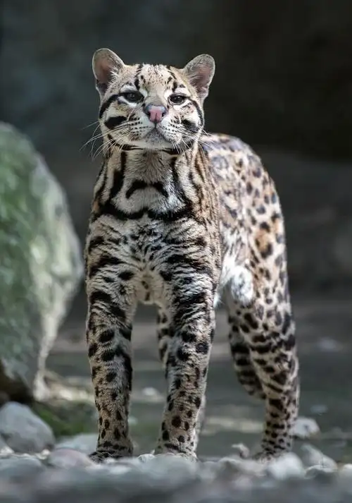 leopardus)是由生长于北美和南美的小型花纹猫科动物所组成的属