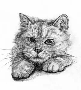 金枪鱼素描摄影图片-金枪鱼素描摄影作品-千库网