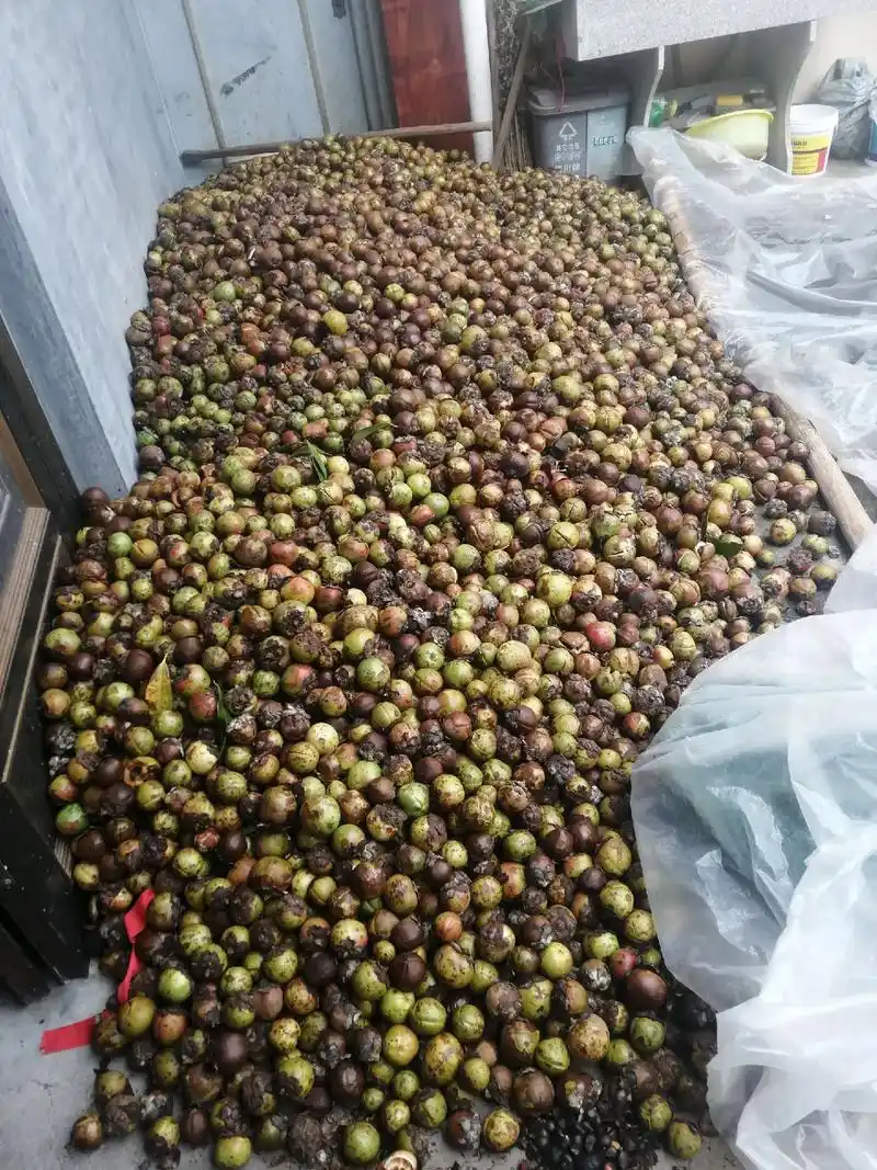 老家今年茶籽大丰收了,这几天家家户户都忙着采摘,剥壳.想吃茶 - 抖音