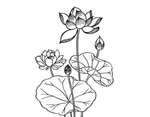 关于荷花花骨朵的简笔画漂亮的荷花简笔画图片荷花怎么画荷花简笔画