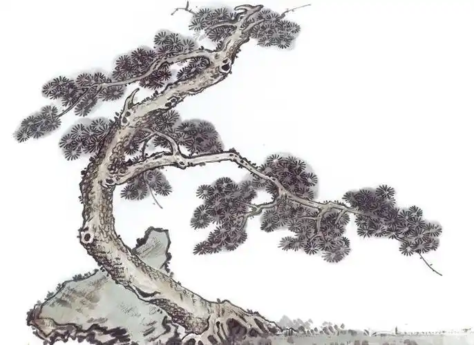 中国画松树的画法视频中国画松树的图片与画法有哪些