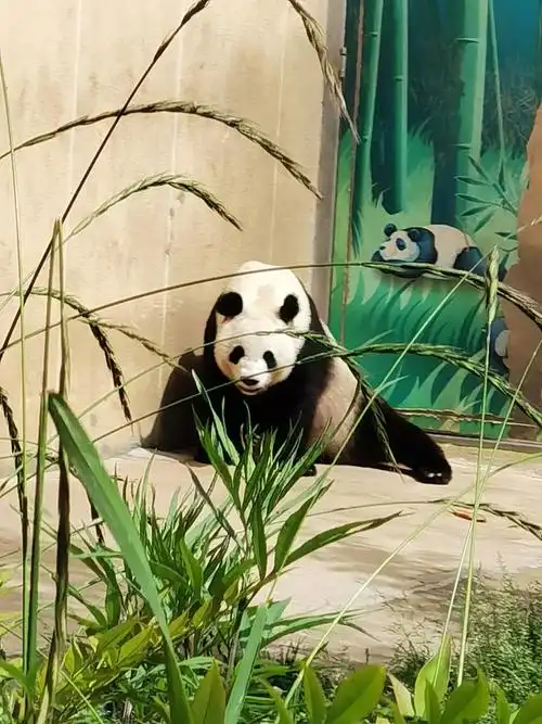 记23日秦岭野生动物园一日游